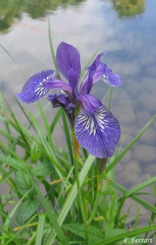 iris sibirica